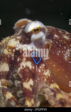 Veleno Octopus (Octopus mototi) adulto, Lembeh Straits, Sulawesi, Isole Sunda, Indonesia Foto Stock