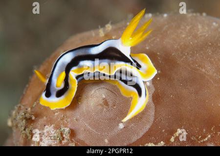 Lumaca stella magnifica, chromodoris magnifico (Chromodoris magnifica), altri animali, lumache marine, lumache, animali, Mollusco, magnifico Foto Stock