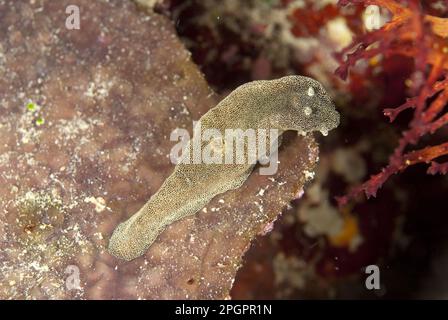 Starry Glossodoris nudibranch (Glossodoris stellatus) adulto, sulla barriera corallina, Isola di Sipadan, Sabah, Borneo, Malesia, altri animali, lumache marine, lumache Foto Stock