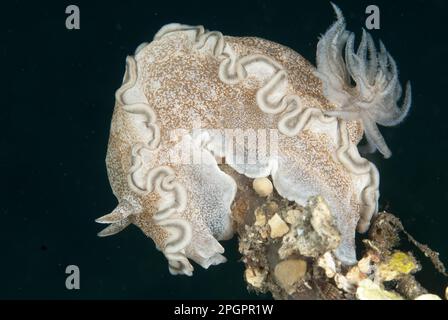 Lumaca stella magnifica, lumache stella magnifica, altri animali, lumache marine, lumache Animali, molluschi, Hikueren Glossodoris nudibranch Foto Stock