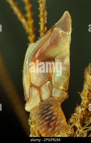 Altri animali, Crostacei, Crostacei, Animali, Barnacolo di Scalpellio (Scalpellum scalpellum) lavato su grumo di idroidi, Chesil Beach, Dorset Foto Stock