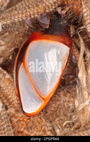 Barnacle, Barnacles, altri animali, Crostacei, Crostacei, Animali, Goose Barnacle (Lepas hillii) adulto, attaccato alla rete da pesca, Chesil Beach Foto Stock