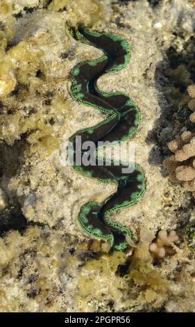 Clam noioso (Tridacna crocea) adulto, primo piano del mantello, in acque poco profonde con bassa marea, Queensland, Australia Foto Stock