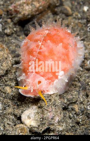 Cowrie, Cowries, altri animali, lumache marine, lumache, Animali, Mollusco, Cowrie Cinese (Ovatipsa chinensis) adulto, strisciare su sabbia sul fondale marino Foto Stock