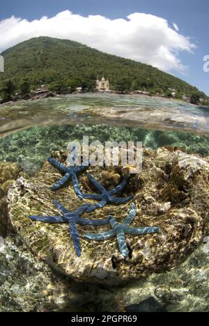 Blue linckia (Linckia laevigata) quattro adulti, su corallo con vulcano sullo sfondo, visto dall'alto e dal basso, Manado tua, Bunaken, Manado Foto Stock