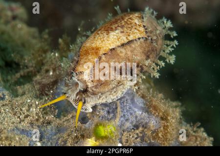 Cowrie, Cowries, altri animali, lumache marine, lumache, Animali, Mollusco, Cowrie dai bordi spessi (Erronea caurica blaesa) adulto, Ambon Island, Maluku Foto Stock