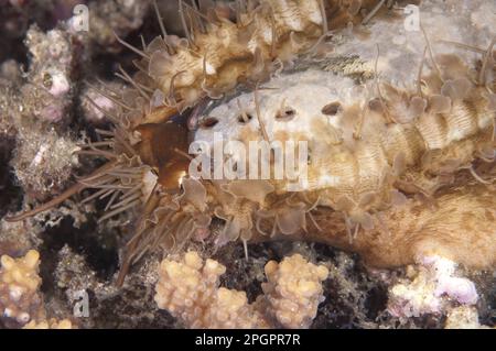 Haliotidae, altri animali, gasteropodi marini, lumache, animali, Mollusco, Abalone (Haliotis asinina) adulto, sulla barriera corallina di notte, Lembata Foto Stock