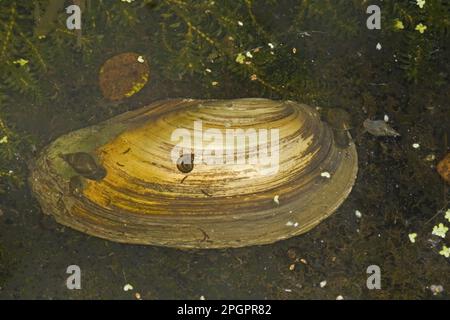 Swan mussel (Anodonta cygnea), Common Clam, Swan Mussel, Great Pond Clams, Common Bivalves, Swan Mussels, Other Animals, Shells, Animals, Molluscs Foto Stock