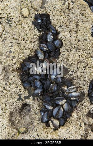 Comune (Mytilus edulis) gruppo di Mussel, su rocce coperte di barnacolo, Newquay, Cornovaglia, Inghilterra, Regno Unito Foto Stock