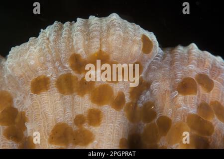 Vermi di Strudel corallo, vermi di Strudel corallo, animali, altri animali, vermi, Acoel Flatworm (Waminoa sp.) adulti, gruppo su corallo, Lembeh Straits Foto Stock