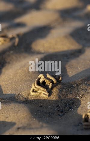 Lugworm (Arenicola marina) gettato, sulla spiaggia sabbiosa con la bassa marea, Cumbria, Inghilterra, Regno Unito Foto Stock