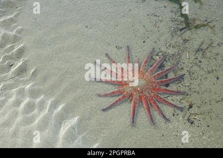 Girasole Starfish (Pycnopodia helianthoides) adulto, in acque poco profonde di piscina sabbiosa, Olympic N. P. Washington state (U.) S. A Foto Stock