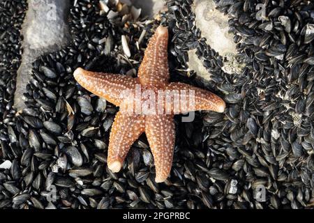 Comune stella marina (Asterias rubens) adulto, su letto di cozze esposte in bassa marea, Gower Peninsula, West Glamorgan, Galles del Sud, Regno Unito Foto Stock