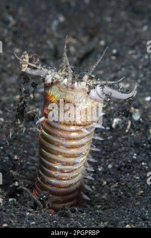 Bobbit worm (Eunice afroditois) adulto, con pini aperti al di fuori del buco di notte, Lembeh Strait, Sulawesi, Isole Sunda, Indonesia Foto Stock