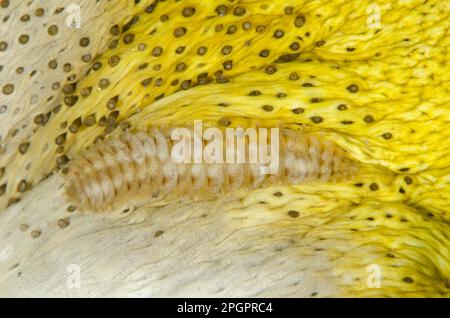 Verme di scala (Gastrolepidia lavigera) adulto, sul lato inferiore del cetriolo di mare leopardo (Bohadschia argus), Aer Perang, Lembeh Strait, Sulawesi, maggiore Foto Stock