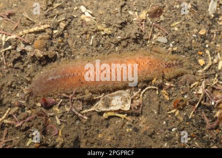 Scala Worm (Lagisca estinuata) adulto, Kimmeridge Bay, Dorset, Inghilterra, Regno Unito Foto Stock