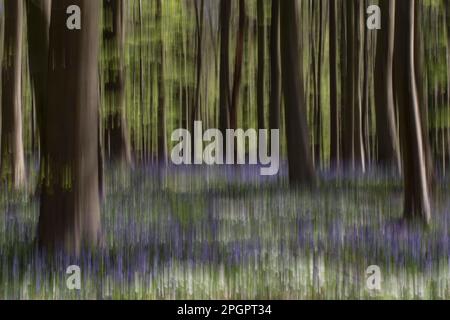 Bluebells (Hyacintoides non-scripta) fioritura nella foresta di faggi, Hallerbos, Halle, Vlaams-Brabant, Belgio Foto Stock