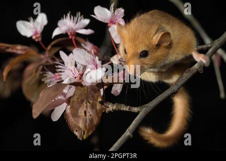Hazel Dormouse (Muscardinus avellanarius), adulto, in fiore mirobalab prugna (Prunus cerasifera Nigra) Foto Stock