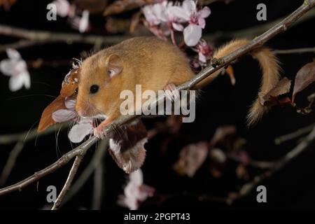 Hazel Dormouse (Muscardinus avellanarius), adulto, in fiore mirobalab prugna (Prunus cerasifera Nigra) Foto Stock