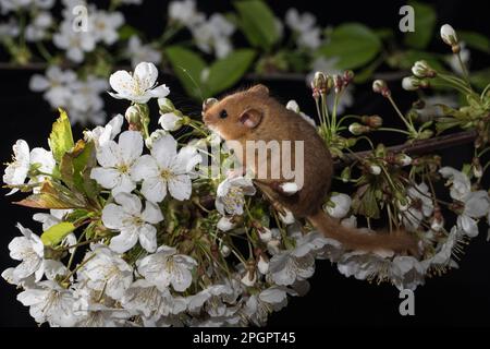 Hazel Dormouse (Muscardinus avellanarius), adulto, in fiori di ciliegio Foto Stock