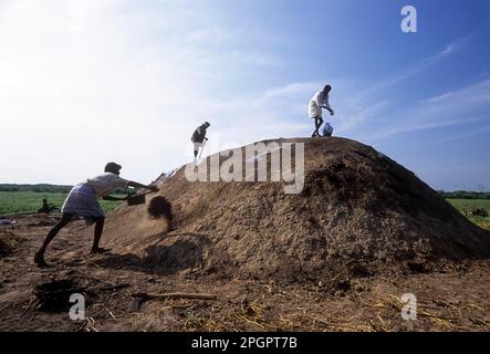 Processo di preparazione per fare carbone da legno di fuoco vicino Ramanathapuram, Tamil Nadu, India, Asia Foto Stock