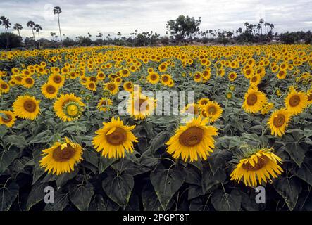 Piantagione di girasole (Helianthus annuus) in campo giallo e fiore d'olio d'oro Tamil Nadu, India del Sud, India, Asia Foto Stock