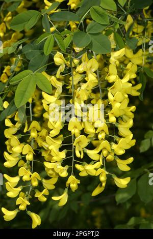 Comune (laburnum) Foto Stock