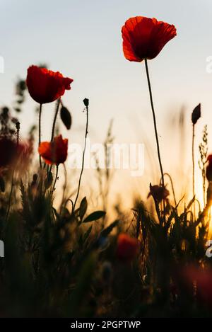 Schiocchi contro il cielo blu nei primi raggi del sole, vista dal basso. Foto Stock