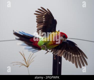 Artistiche, rosella orientale, pappagallo volante, spalmazione delle ali, soffiatura delle piume, uccello nativo australiano Foto Stock