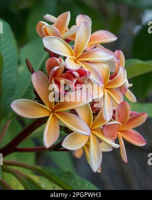Splendidi fiori di Frangipani profumati sull'albero, colori rosa arancio giallo, un mazzo sull'albero, foglie verdi Foto Stock