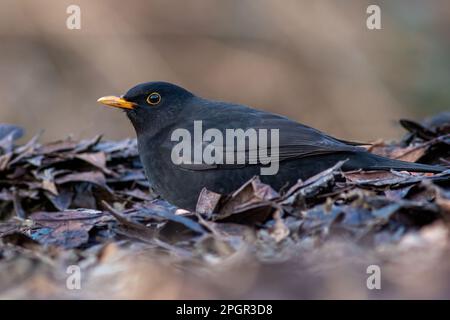 primo piano di un uccello maschio preso da terra. C'è spazio per le copie intorno all'uccello Foto Stock