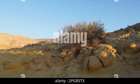 I fossili di tronco d'albero sono sul fondo del cratere Makhtesh Gadol, nel sud di Israele, deserto del Negev. Legno pietrificato è completamente transitato a. Foto Stock