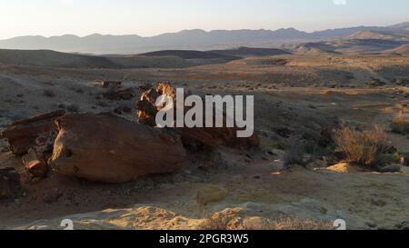 I fossili di tronco d'albero sono sul fondo del cratere Makhtesh Gadol, nel sud di Israele, deserto del Negev. Legno pietrificato è completamente transitato a. Foto Stock