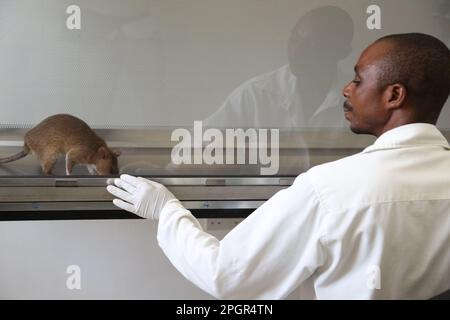 Dar es Salaam, Tanzania. 14th Mar, 2023. Un ratto addestrato sniffa campioni di tubercolosi (TB) in un laboratorio a Dar es Salaam, Tanzania, 14 marzo 2023. Almeno 19 ratti giganti africani in bustina sono in prima linea nell’intensificare gli sforzi volti a porre fine alla tubercolosi (TBC) in Tanzania accelerando la diagnosi precoce. PER ANDARE CON 'caratteristica: I ratti di rilevamento della TBC della Tanzania aiutano gli sforzi nella lotta epidemica' Credit: Herman Emmanuel/Xinhua/Alamy Live News Foto Stock