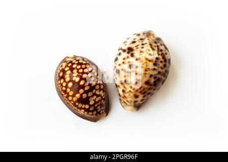 Le conchiglie di Cypraea Mauritania e Cypraea tigris sono isolate su sfondo bianco Foto Stock