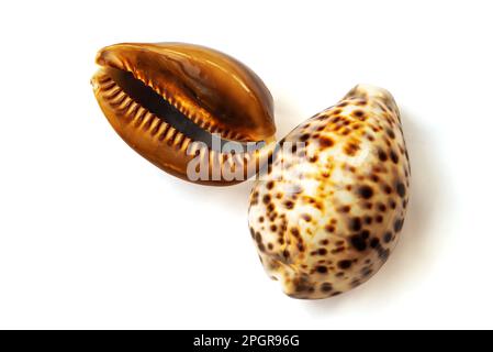 Le conchiglie di Cypraea Mauritania e Cypraea tigris sono isolate su sfondo bianco Foto Stock