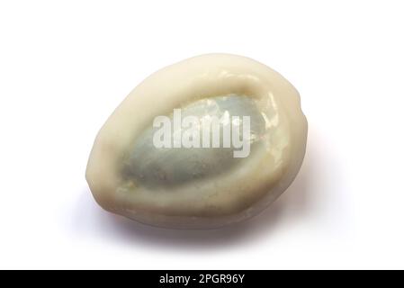 Conchiglia di anello di Cypraea isolata su sfondo bianco Foto Stock