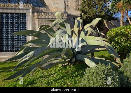 Una pianta gigante di aloe vera fuori della Hagia Sophia, Istanbul, Turchia Foto Stock