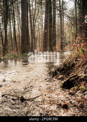 Un bel ruscello attraversa una foresta alpina. Foto Stock