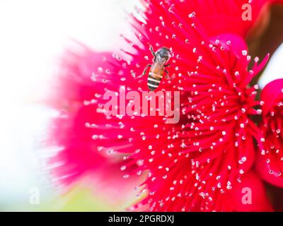 primo piano di fiori rossi di mela rosa e ape miele. Foto Stock