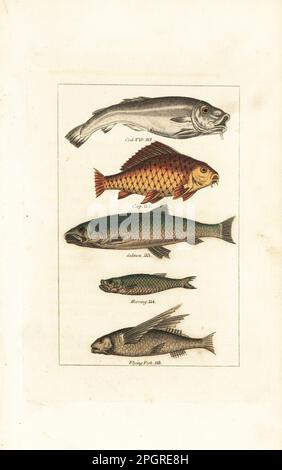 Merluzzo Atlantico, Gadus morhua 112, carpa europea, Cyprinus carpio 115, salmone Atlantico, Salmo salar 113, aringa atlantica, Clupea harengus 114, e pesce mosca tropicale a due ali, Exocoetus volitans 116. Incisione a mano su copperplate dopo Jacques de Seve dell’edizione di James Smith Barr di Comte Buffon’s Natural History, A Theory of the Earth, General History of Man, Brute Creation, Vegetals, Minerals, T. Gillet, H. D. Symonds, Paternoster Row, Londra, 1808. Foto Stock