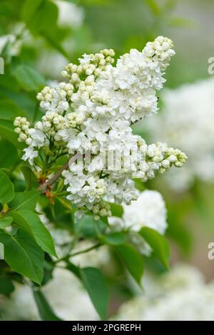 Syringa hyacinthiflora la sposa, Syringa vulgaris la sposa, grappoli di singoli fiori bianchi all'inizio della primavera Foto Stock
