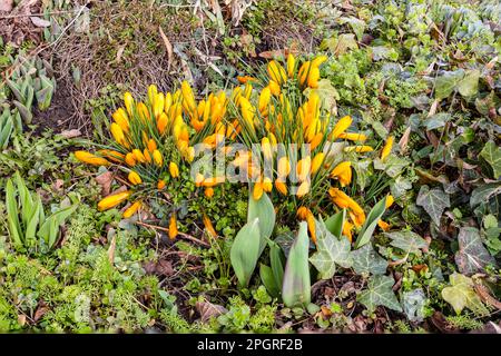 Letto con piante verdi e croci gialli in primavera da metà in alto Foto Stock