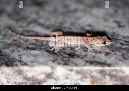 Gecko, Gehyra mutilata, Klungkung, Bali, Indonesia Foto Stock