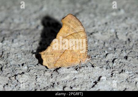 Stagione secca forma di farfalla marrone sera comune, Melanitis leda, Melanitis leda, Klungkung, Bali, Indonesia Foto Stock