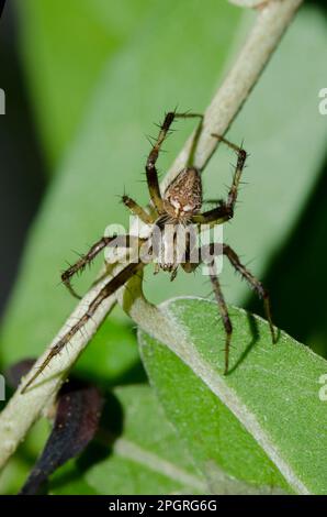 Ragno spottato maschio, Neoscona sp, on leaf, Klungkung, Bali, Indonesia Foto Stock