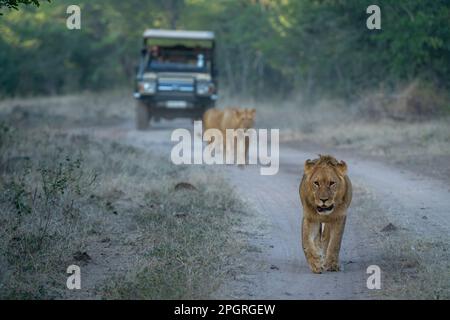 I Lions camminano lungo la pista lontano dal veicolo Foto Stock