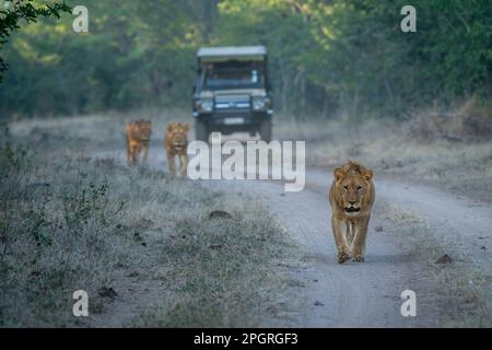 I Lions camminano lungo la pista lontano dalla jeep Foto Stock