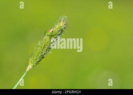 Ragno di granchio verde ( Diaea dorsata ) su una pianta in natura Foto Stock