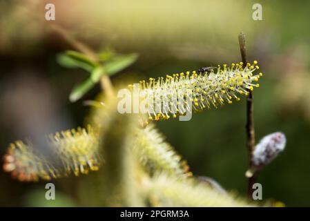 alcune belle gemme a primavera Foto Stock